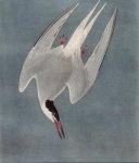 J.Audubon 'Birds of America'